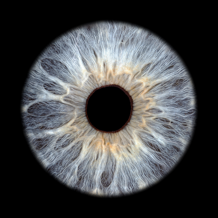 Blue iris macro photography on a black background – Iris Foto Schweiz
